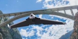 Excellent Parrot Disco